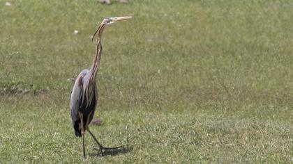 Purple Heron