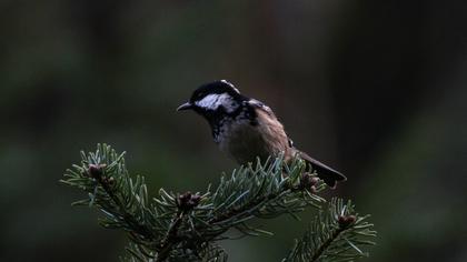 Coal Tit