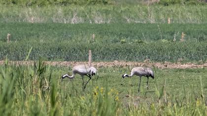 Common Crane