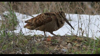 Eurasian Woodcock