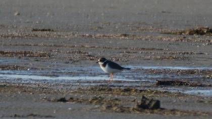 Common Ringed Plover