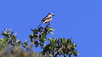 Masked Shrike