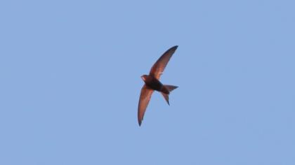 Common Swift