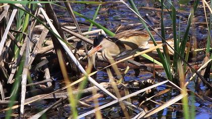 Little Bittern