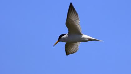Little Tern