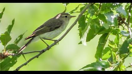 Eastern Bonelli`s Warbler