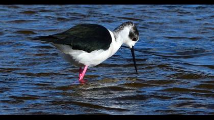 Black-winged Stilt