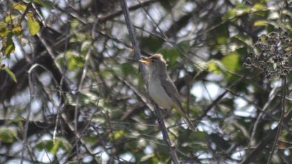 Eastern Olivaceous Warbler