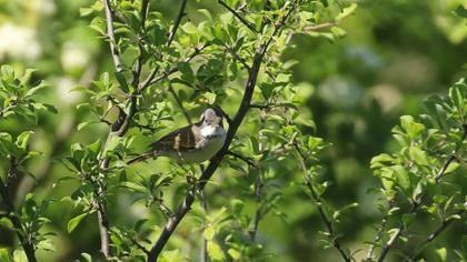 Common Whitethroat