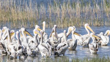 Great White Pelican