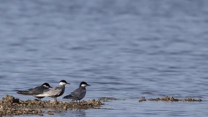 Whiskered Tern