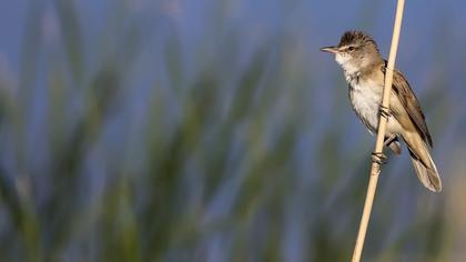 Great Reed Warbler