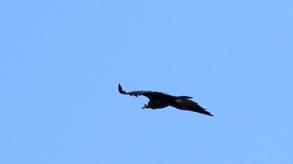 Cinereous Vulture