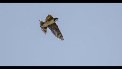 Common House Martin