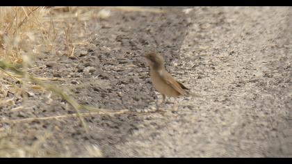 Common Whitethroat