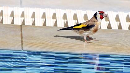 European Goldfinch