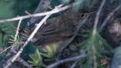 Marsh Warbler