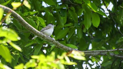 Eurasian Blackcap