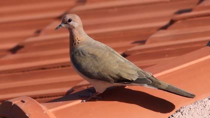 Laughing Dove