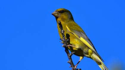 European Greenfinch