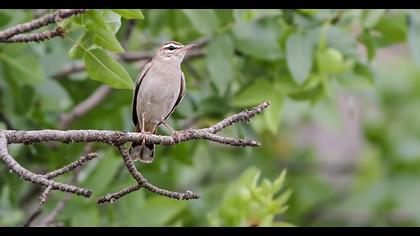 Rufous-tailed Scrub Robin