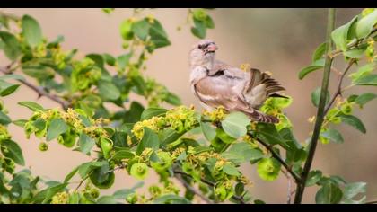 Yellow-throated Sparrow