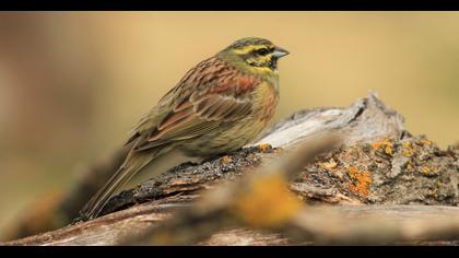 Cirl Bunting