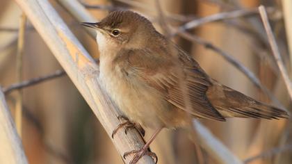 Savi`s Warbler
