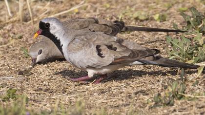 Namaqua Dove