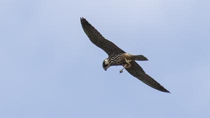 Eurasian Hobby