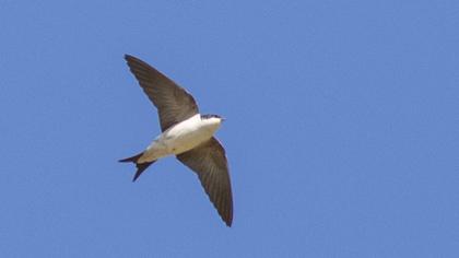 Common House Martin