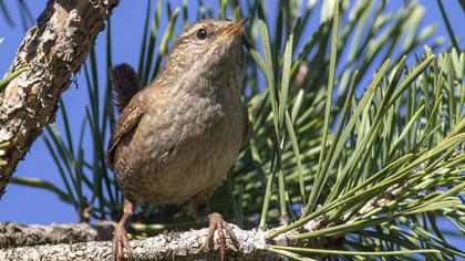 Eurasian Wren
