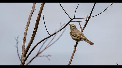 Eastern Olivaceous Warbler