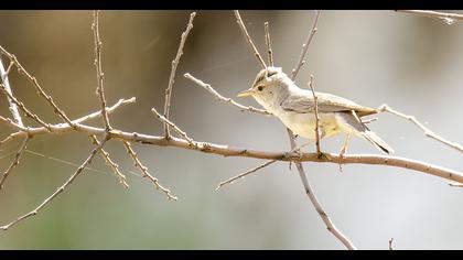 Upcher`s Warbler