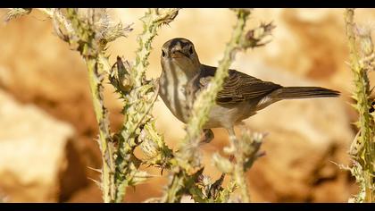 Eastern Olivaceous Warbler