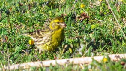 European Serin