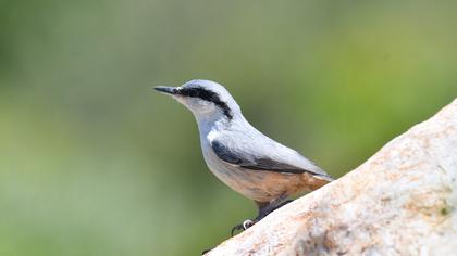 Western Rock Nuthatch