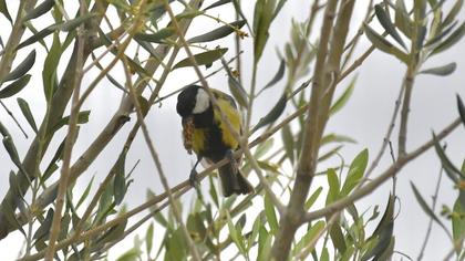 Great Tit