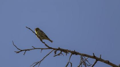 European Serin