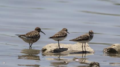 Curlew Sandpiper