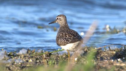 Wood Sandpiper