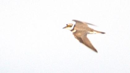 Little Ringed Plover
