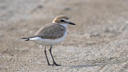 Kentish Plover