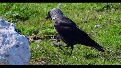 Western Jackdaw