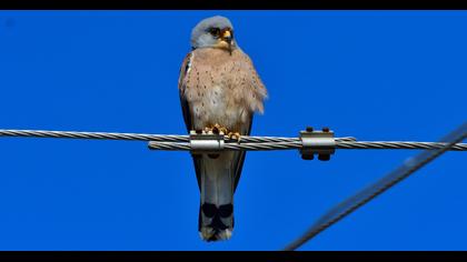 Lesser Kestrel