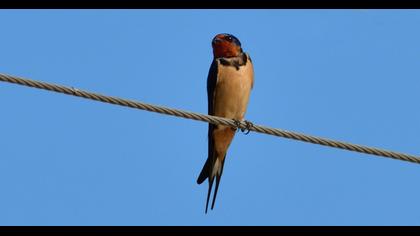 Barn Swallow