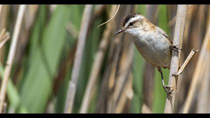 Moustached Warbler