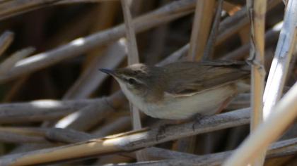 Paddyfield Warbler