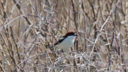 Woodchat Shrike