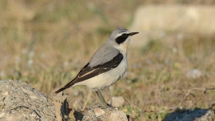 Northern Wheatear